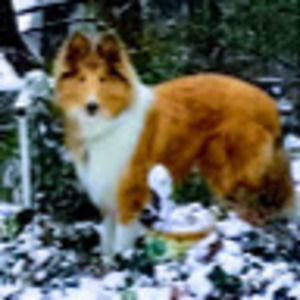 Meet your Posher, Dawn